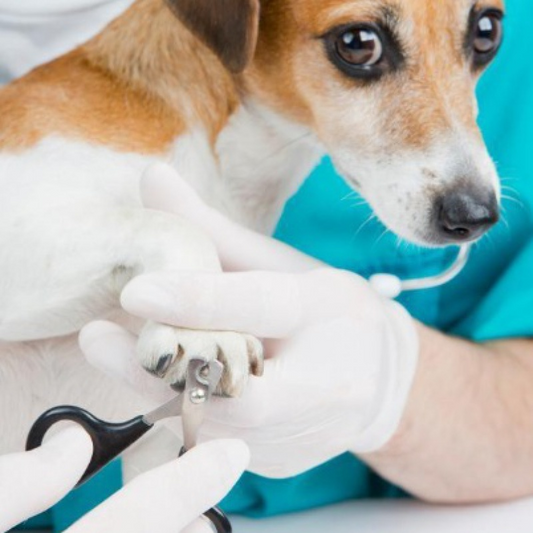 Cortador de Unhas Profissional para Pets 🐶🐱🐹 | ✈️ FRETE GRÁTIS